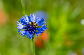 Kornblume mit Honigbiene